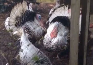 Heritage Turkeys