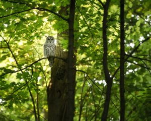 Owl perching and watching from a tree