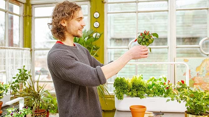 man repotting a Click and Grow hot pepper plant in a garden themed room