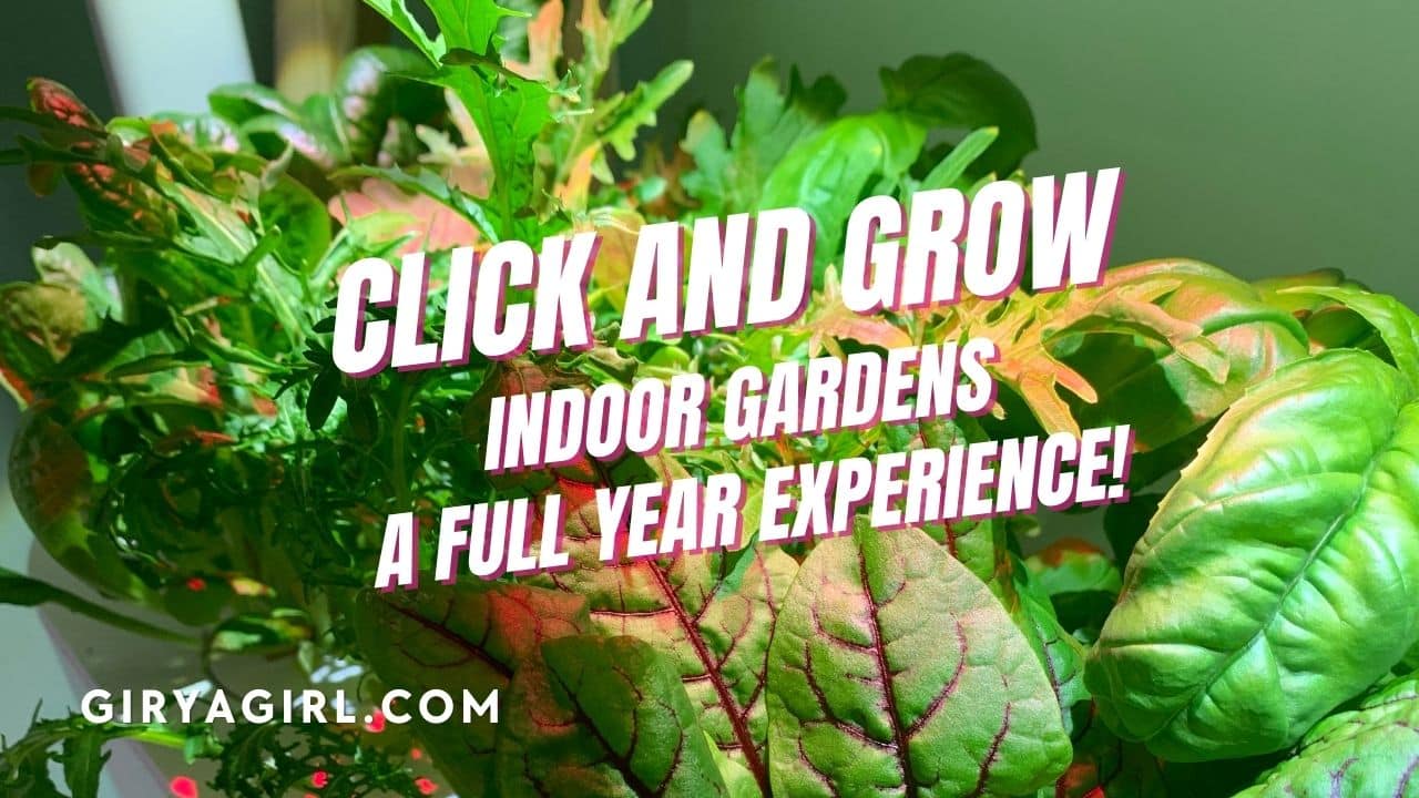 Click and Grow Indoor Garden Full Year Experience Blog Post