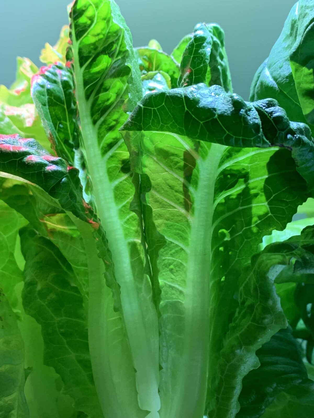 Fresh romaine lettuce growing in a Click and Grow Smart Garden 9
