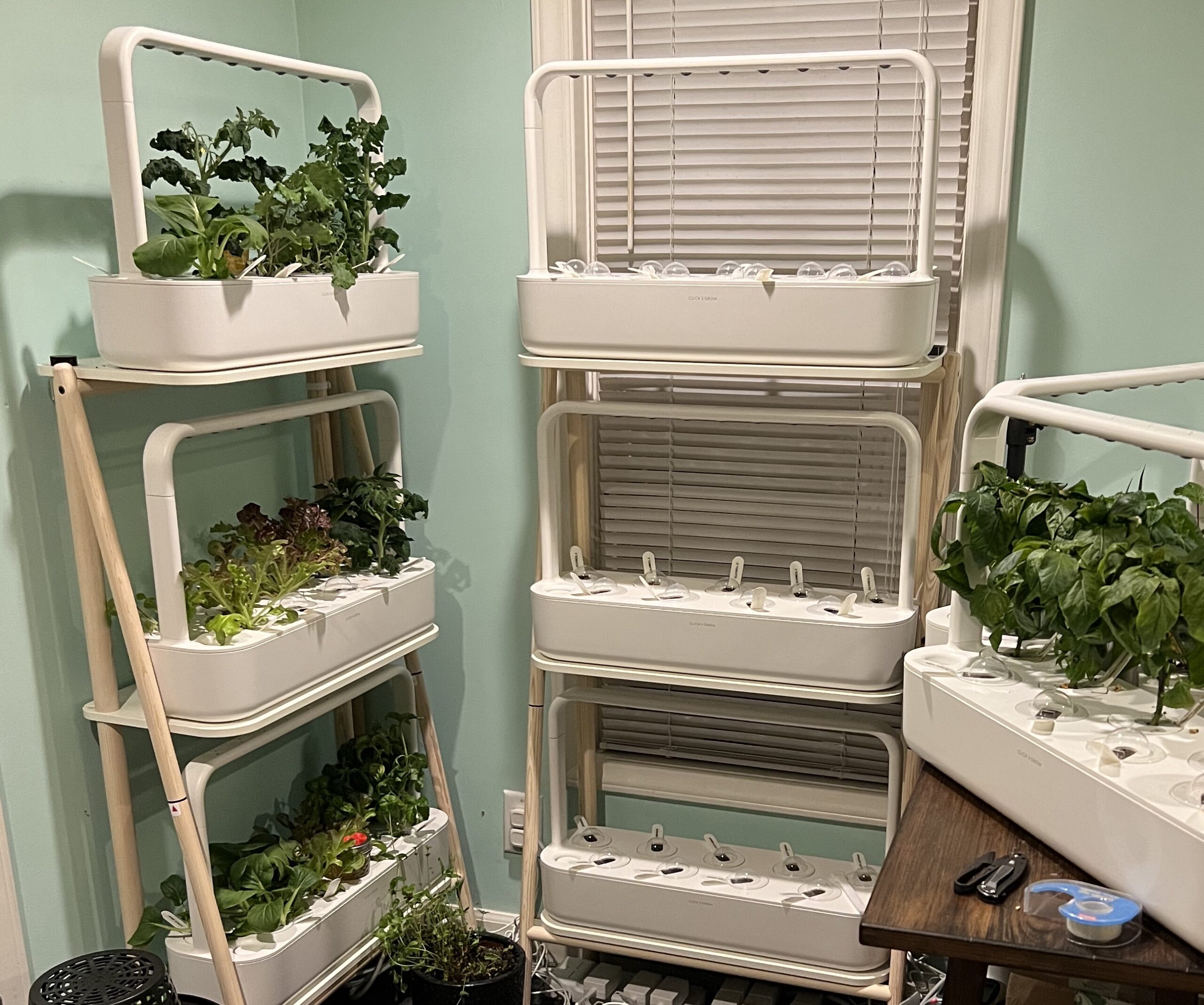 My Click and Grow Garden corner is glorious! Two Click and Grow Smart Garden 27s, two Smart Garden 9s, and a Smart Garden 3 (slightly out of frame)